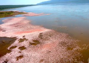 Flamingo at Lake Bogoria